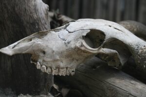 骨格ナチュラルの芸能人には誰がいるの？