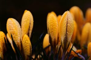 イエベ春の芸能人で真似したいファッションスタイルは？