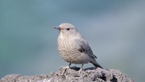 骨格ストレートの芸能人は誰で、どのようにスタイルを参考にすれば良い？