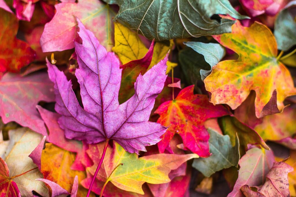 イエベ秋の芸能人に学ぶ、あなたに似合うファッションスタイルは？